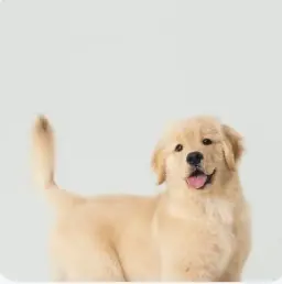 ai pet portrait generator by weshop ai